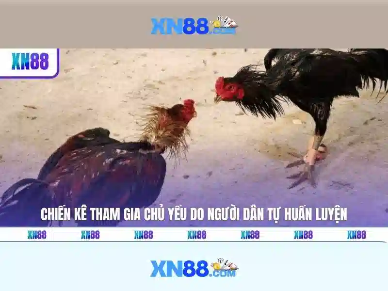 xn88: Giới thiệu và hướng dẫn cơ bản