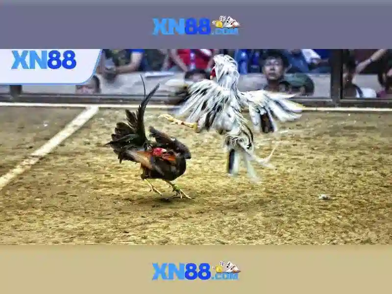 XN88 là gì? Khám phá nền tảng cược trực tuyến
