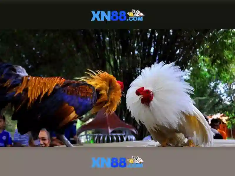 Xn88: Tổng quan về nền tảng chơi trực tuyến