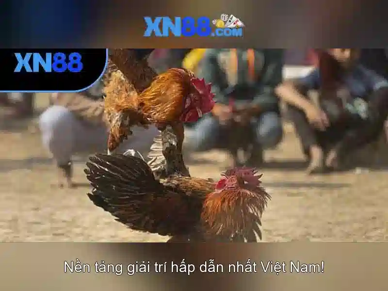 xn88: tổng quan về nền tảng cược trực tuyến phổ biến